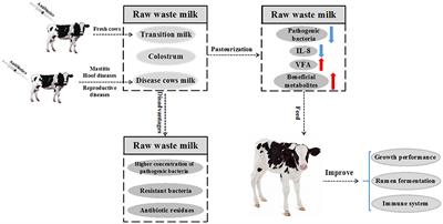 An Overview of Waste Milk Feeding Effect on Growth Performance, Metabolism, Antioxidant Status and Immunity of Dairy Calves